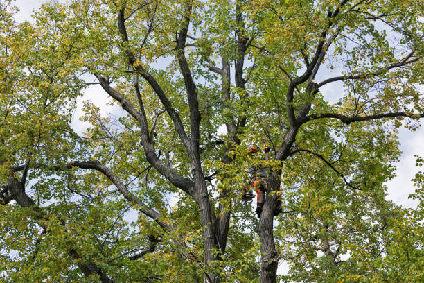 How Our Tree Care Process Works  in  Cadott, WI